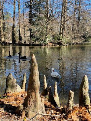 Cypress Knees