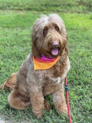 Red, after I picked him up from All Fur Pet Grooming.