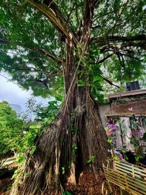 The Banyon tree