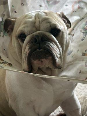 Bruce at home with a cone