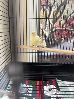 This is my bird Romeo I got from this place and he is an amazing  he is bird well kept and heathy would definitely recommend going here.