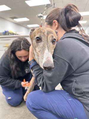 Animal Clinic of Woodruff