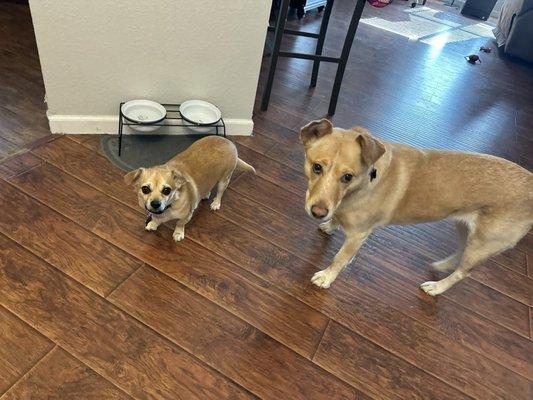 Four Peaks Animal Clinic