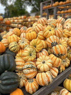 Lindners Pumpkin Farm and Corn Maze