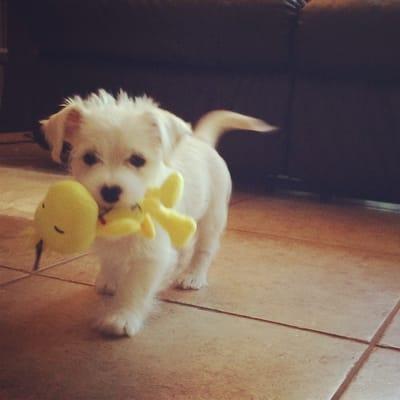 Happy with his new toys in his new home