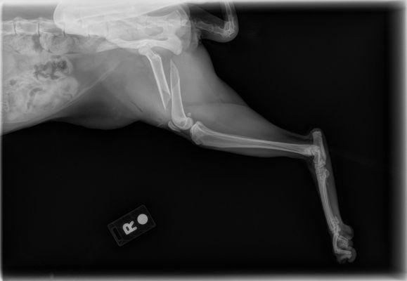 X-ray before surgery