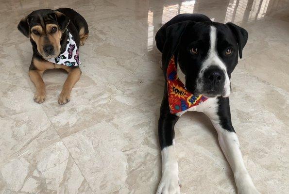 They give the dogs cute bandanas too!!