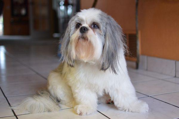 Toby feeling good after grooming.