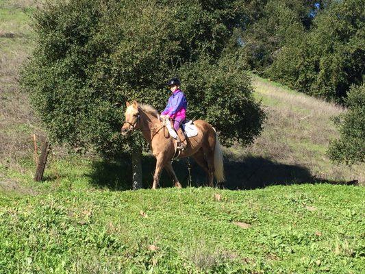 Great lesson ponies and horses for every level.