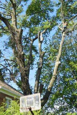 Clean Cut Tree & Landscape