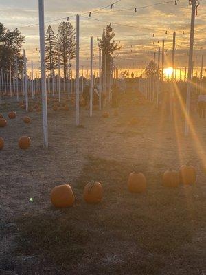 Punky's Pumpkins- Santa Rosa