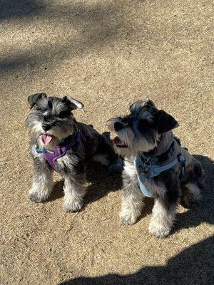 Our new pups loved it their first dog park