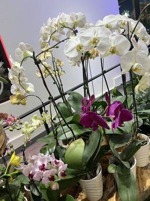 Orchid Loveliness Just Magnificent