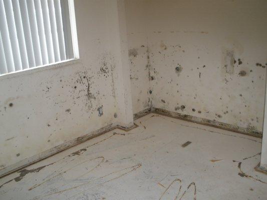 Mold in unoccupied house