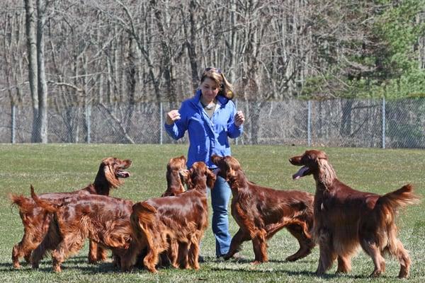 Michelle DeChambeau also breeds, grooms & shows champion irish setters.