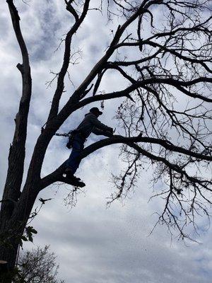 B&M Tree Service