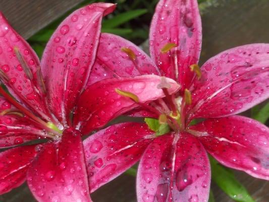 Asiatic and Oriental Lilies for Sale in Stunning Colors!