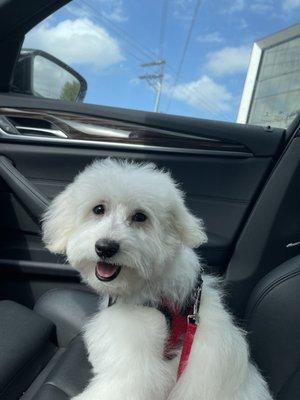 Happy pup after grooming