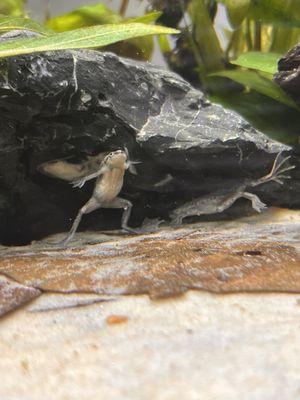 Some ADF's that I purchased from Ocean Floor along with the substrate.