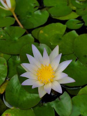 Water lily just off the porch :)