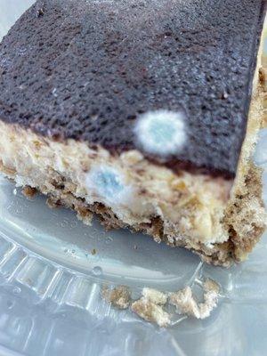 Tiramisu with mold