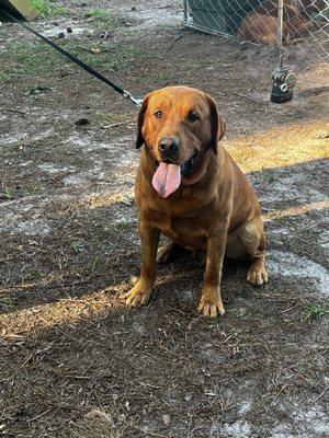 Toby: Fox Red English Lab