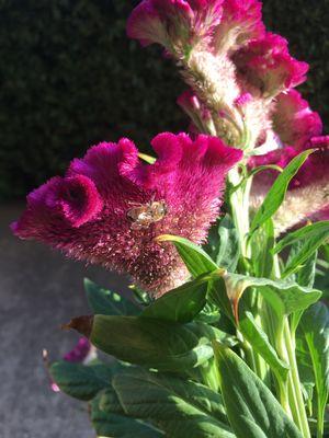 Bee on a coxcomb