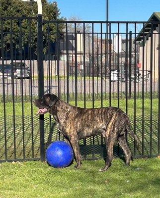 Our 170lb English Mastiff