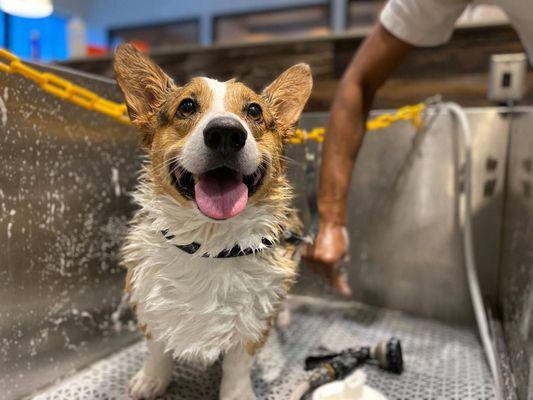 Corgi puppy having a bath!