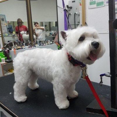 Personally tailored hair cuts, breed standard, and special requests welcome.