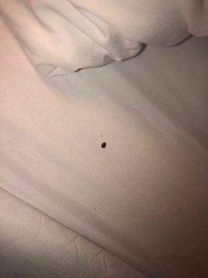 Bedbug from room 621