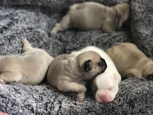 One died from fading puppy syndrome