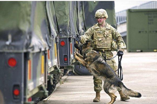 K9 Dog Handler MOS 31K