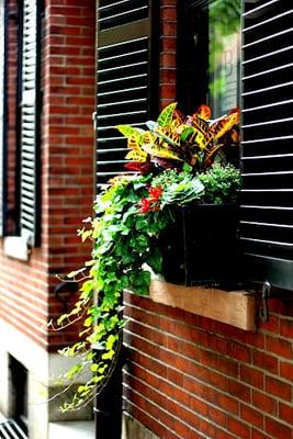 Window boxes - the quintessential Beacon Hill image.