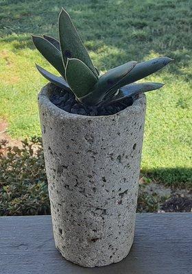 Indoor and outdoor gasteria