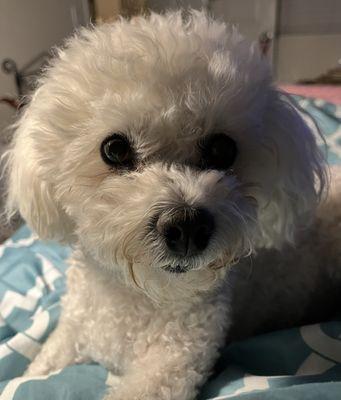 Angel. Bichon Frise