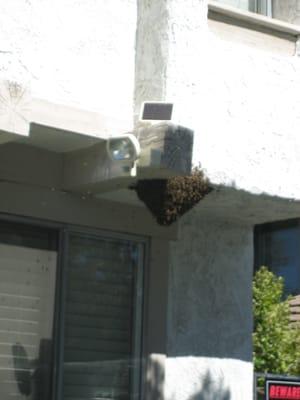 bees on the wall in Northridge,ca