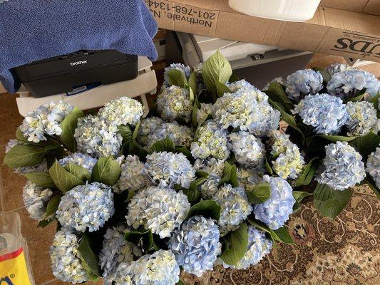 Blue hydrangeas