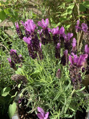 Lavender grown in Oregon and in a lot of my special organic oils .Relaxing and healing.