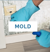 Mold clean up specialists