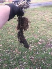 Following my 1 star review; this is the tree root my landlord pulled out of the clean out after Herman Allen claimed to have fixed the issue