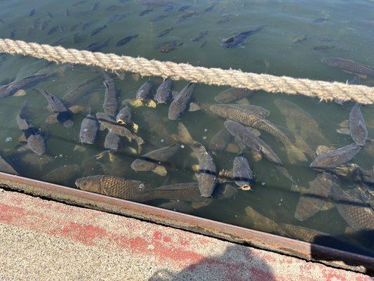 Fish feeding near the paddle boats