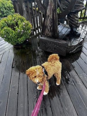 My dog on outdoor deck.