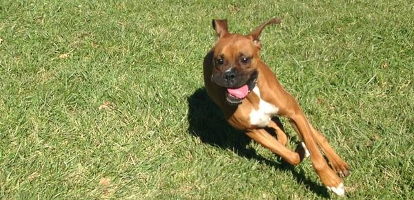 Joey loves to get out and spread his legs with his friends.