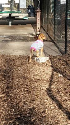 The fence between the 2 dog areas