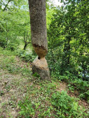 Beavers about! This one looks like he did a "half fast" job.  :) The tree is still standing.