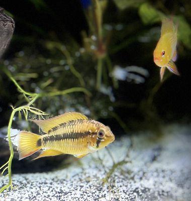 Apistogramma Macmasteri Redneck