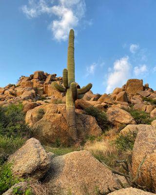 Large saguaro cactus