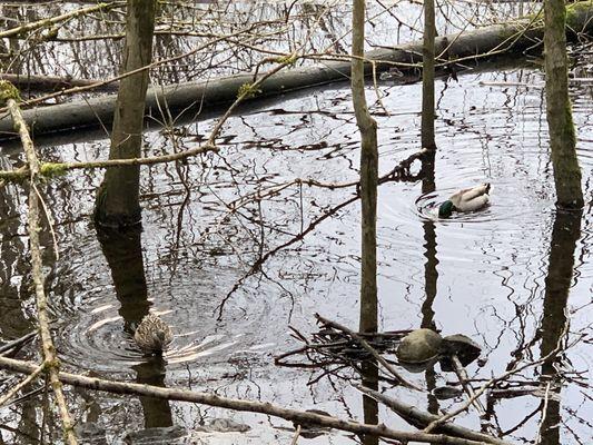 Male (right) and female (left) ducks out forging in the water together.