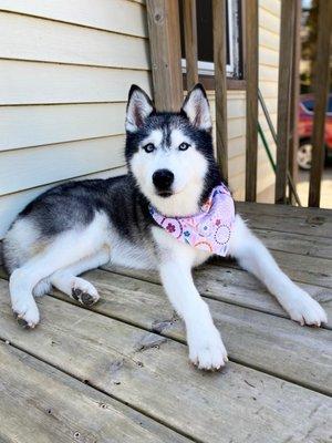 Siberian Husky after being groomed